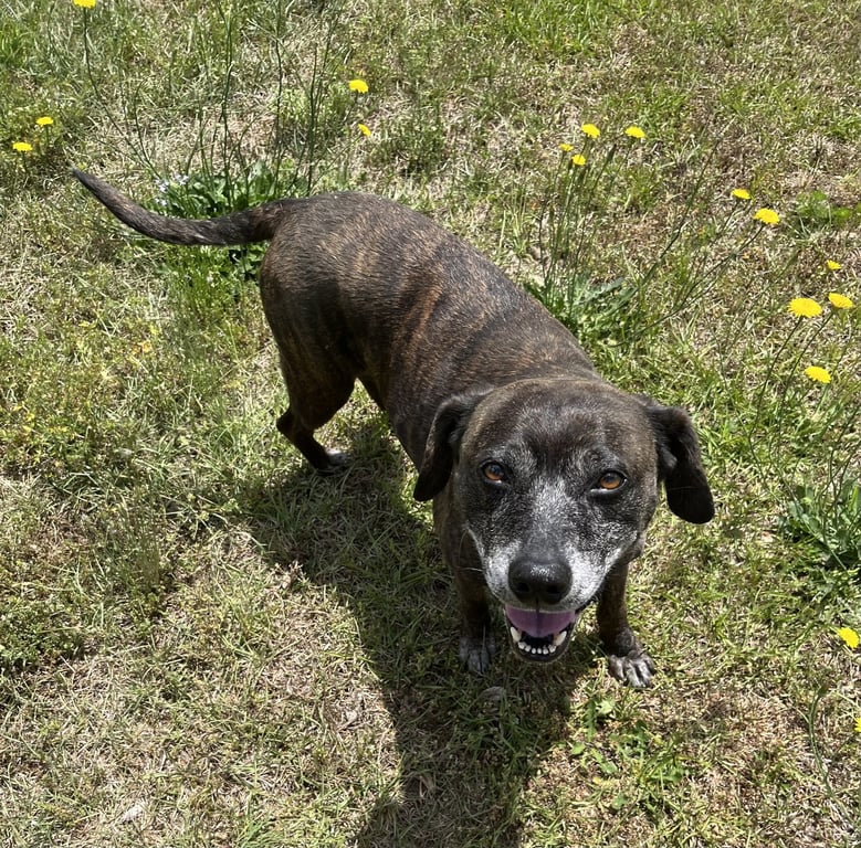 Sheba  [bonded to Bambi] Image