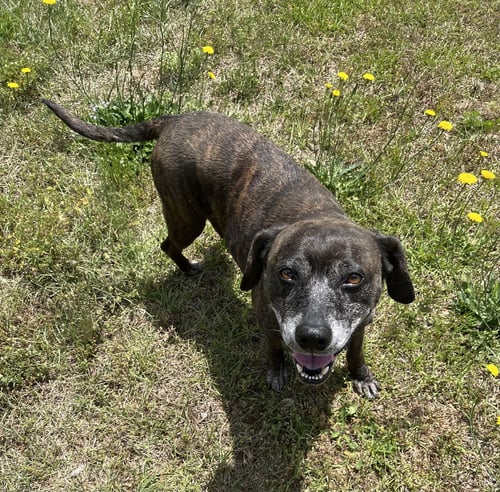 SHEBA  [BONDED TO BAMBI] - Shepherd available for adoption