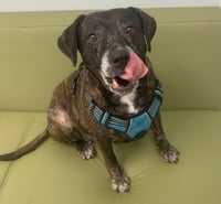 Sheba  [bonded to Bambi] - Photo 7
