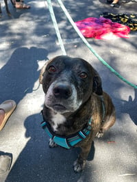 Sheba  [bonded to Bambi] - Photo 12