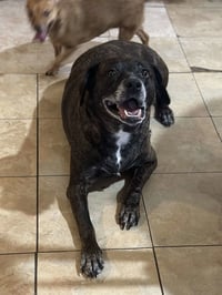 Sheba  [bonded to Bambi] - Photo 16