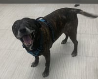 Sheba  [bonded to Bambi] - Photo 8