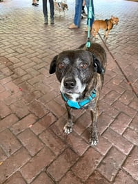 Sheba  [bonded to Bambi] - Photo 6