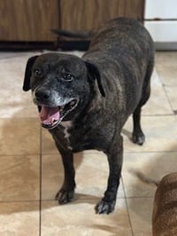 Sheba  [bonded to Bambi] - Photo 15