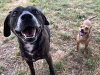 Sheba  [bonded to Bambi] - Photo 3