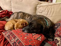 Sheba  [bonded to Bambi] - Photo 14