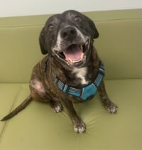 Sheba  [bonded to Bambi] - Photo 5