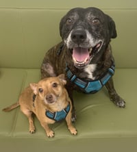 Sheba  [bonded to Bambi] - Photo 11