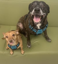 Sheba  [bonded to Bambi] - Photo 10
