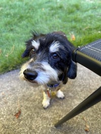 Rocky the Poodle - Photo 2