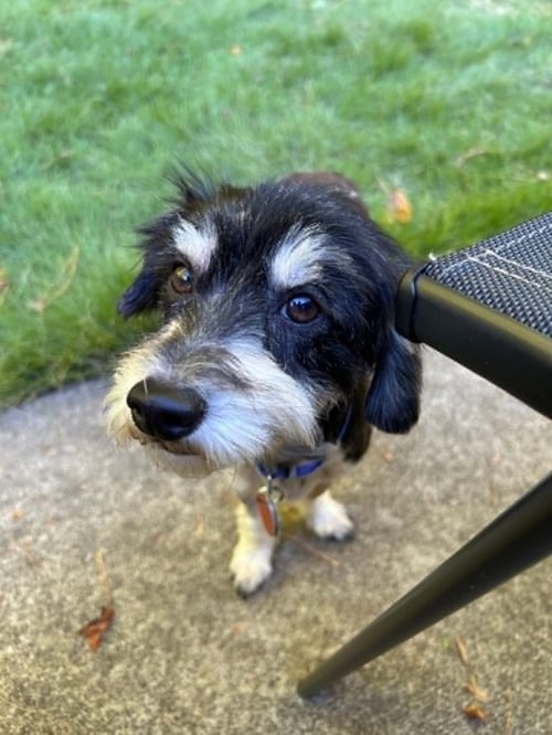 ROCKY THE POODLE - Poodle (Miniature) / Dachshund available for adoption