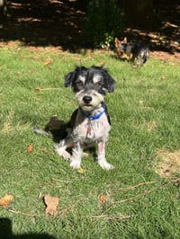 Rocky the Poodle - Photo 3