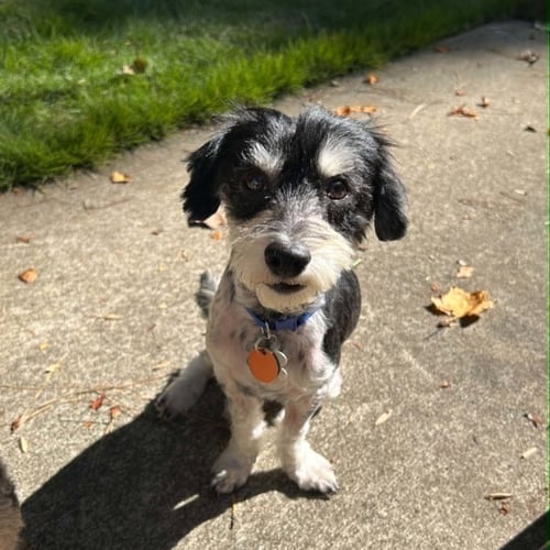 ROCKY THE POODLE - Poodle (Miniature) / Dachshund available for adoption