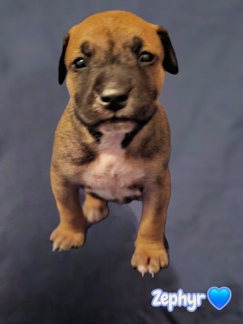 ZEPHYR- STORMIE LITTER - American Staffordshire Terrier available for adoption