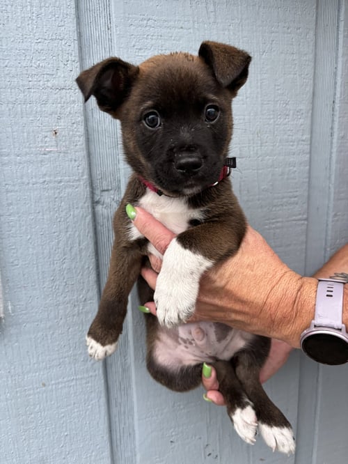 SNAPE (HARRY POTTER LITTER) - Labrador Retriever / Terrier available for adoption