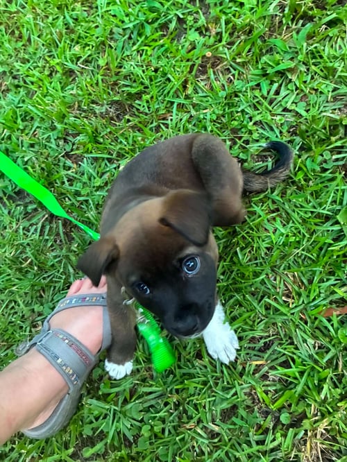 SNAPE (HARRY POTTER LITTER) - Labrador Retriever / Terrier available for adoption