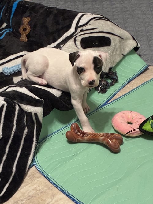 RAINE - AUTUMN'S BABY - Terrier / Hound available for adoption