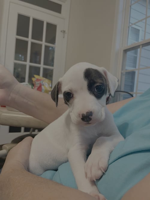 RAINE - AUTUMN'S BABY - Terrier / Hound available for adoption