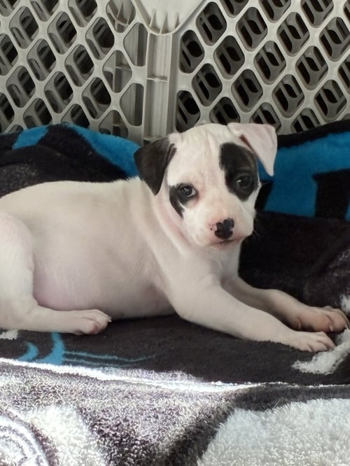 RAINE - AUTUMN'S BABY - Terrier / Hound available for adoption