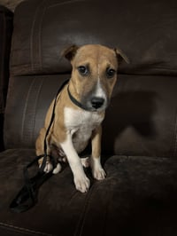 Elektra - Photo 9