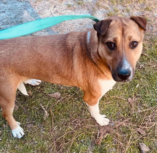 ELEKTRA - Shepherd available for adoption