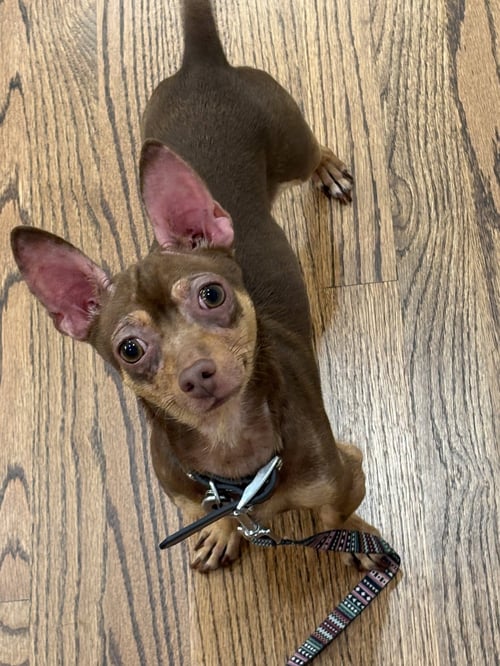 BENNY - Chihuahua available for adoption