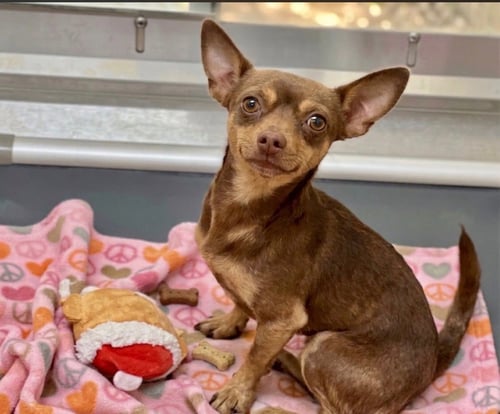 BENNY - Chihuahua available for adoption