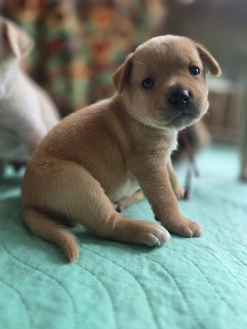 AMBER - WILLOW MAE LITTER - Terrier available for adoption