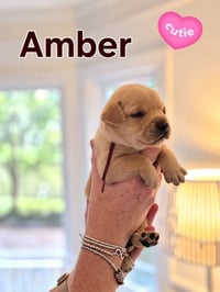 Amber - Willow Mae Litter - Photo 1