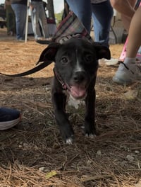 Caroline - Brynns litter - Photo 2