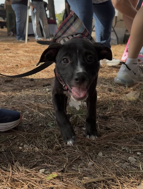 CAROLINE - BRYNNS LITTER - American Staffordshire Terrier available for adoption