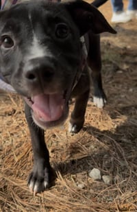 Caroline - Brynns litter - Photo 3
