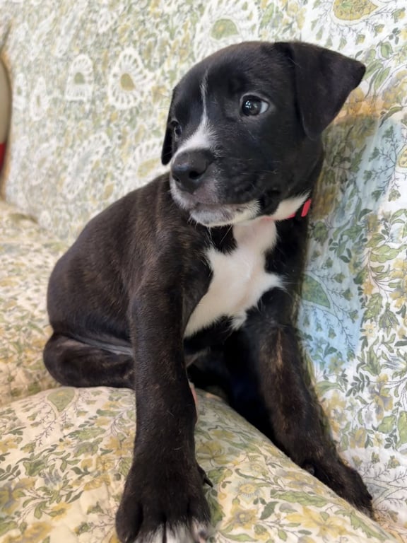 Caroline - Brynns litter Image