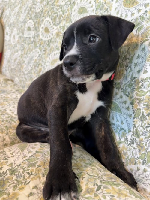 CAROLINE - BRYNNS LITTER - American Staffordshire Terrier available for adoption