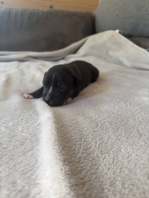 CAROLINE - BRYNNS LITTER - American Staffordshire Terrier available for adoption