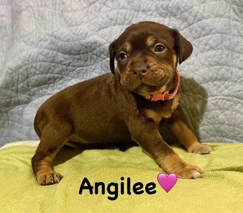 ANGILEE- BELLES & BEAU LITTER