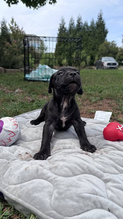 BEAR- CORA'S LITTER - American Staffordshire Terrier available for adoption