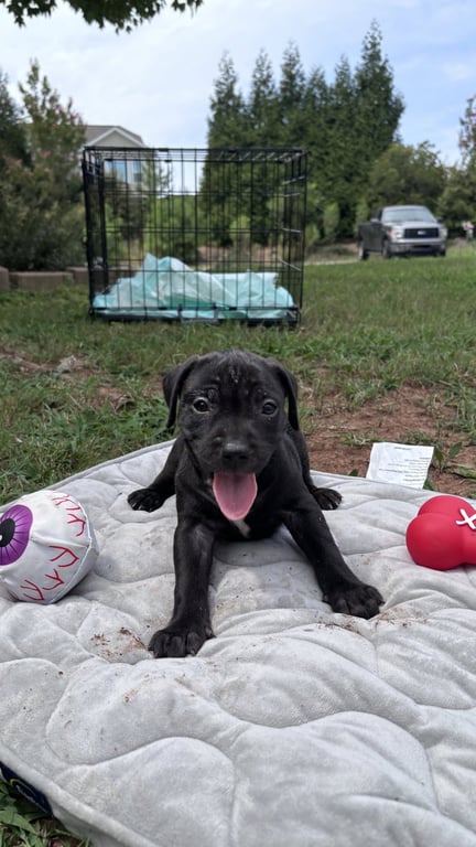 Bear- Cora's Litter Image