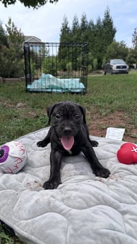 Bear- Cora's Litter - Photo 1