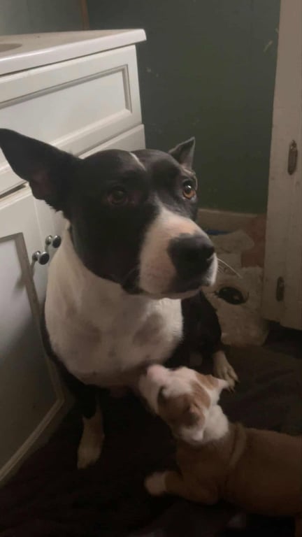 Raisin-Lucky Litter Mama Image