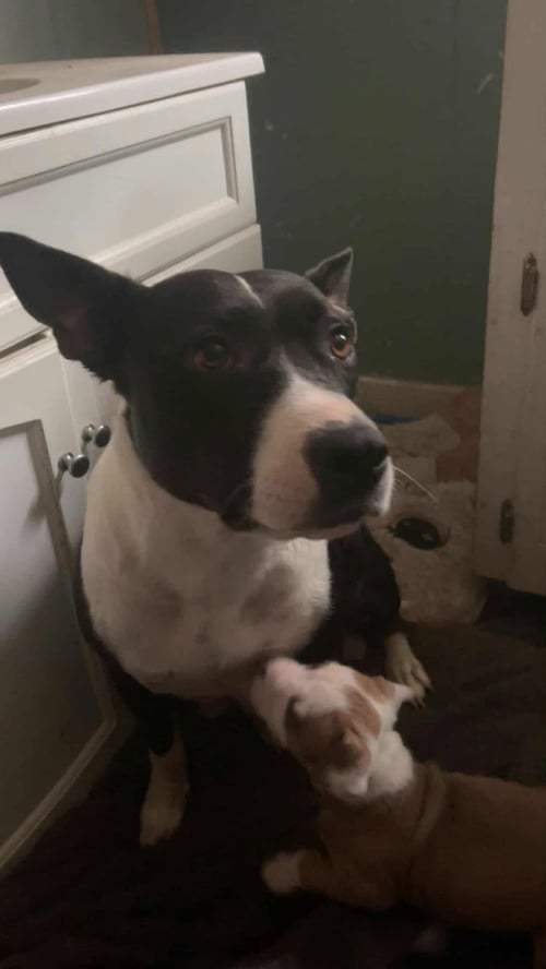 RAISIN-LUCKY LITTER MAMA - American Staffordshire Terrier / Shepherd available for adoption