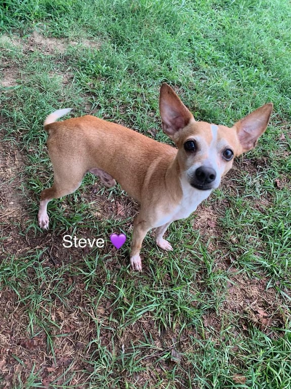 Steve [bonded to Lewis] Image