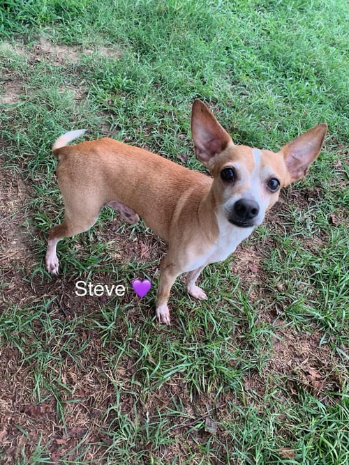 STEVE [BONDED TO LEWIS] - Chihuahua available for adoption