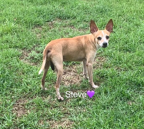 STEVE [BONDED TO LEWIS] - Chihuahua available for adoption
