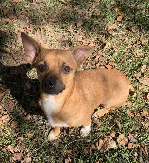 BUTLER - Chihuahua available for adoption