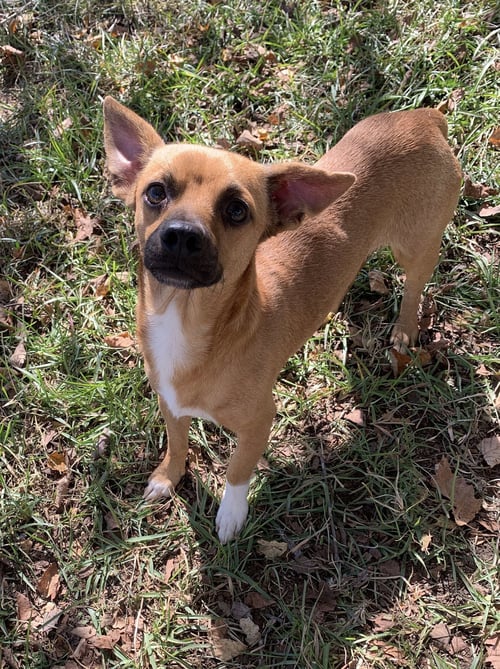 BUTLER - Chihuahua available for adoption