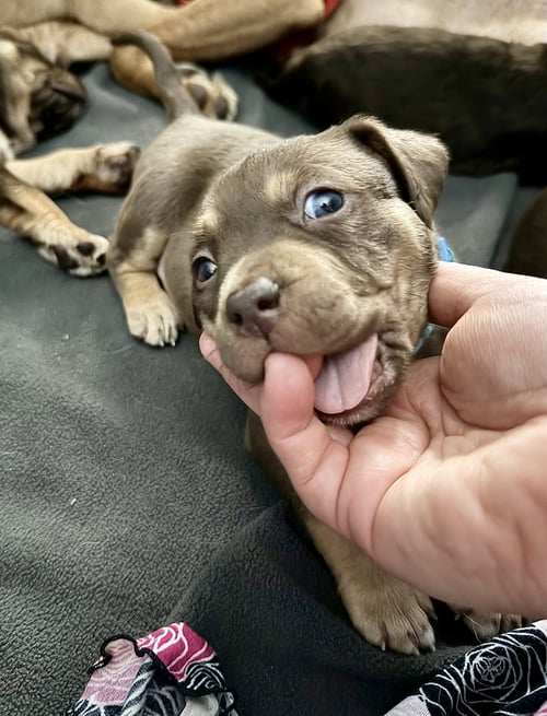ADELINE- BELLES & BEAU LITTER - American Staffordshire Terrier available for adoption