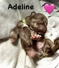 Adeline- Belles & Beau Litter - Photo 5