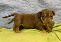 Adeline- Belles & Beau Litter - Photo 4