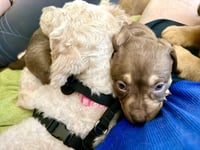 Adeline- Belles & Beau Litter - Photo 3